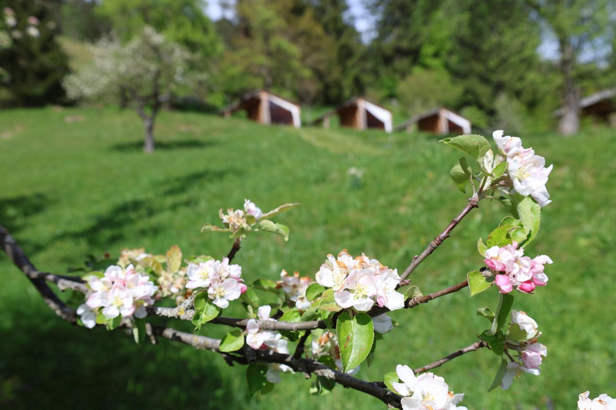 Mountain View Glamping Dovje Exterior foto