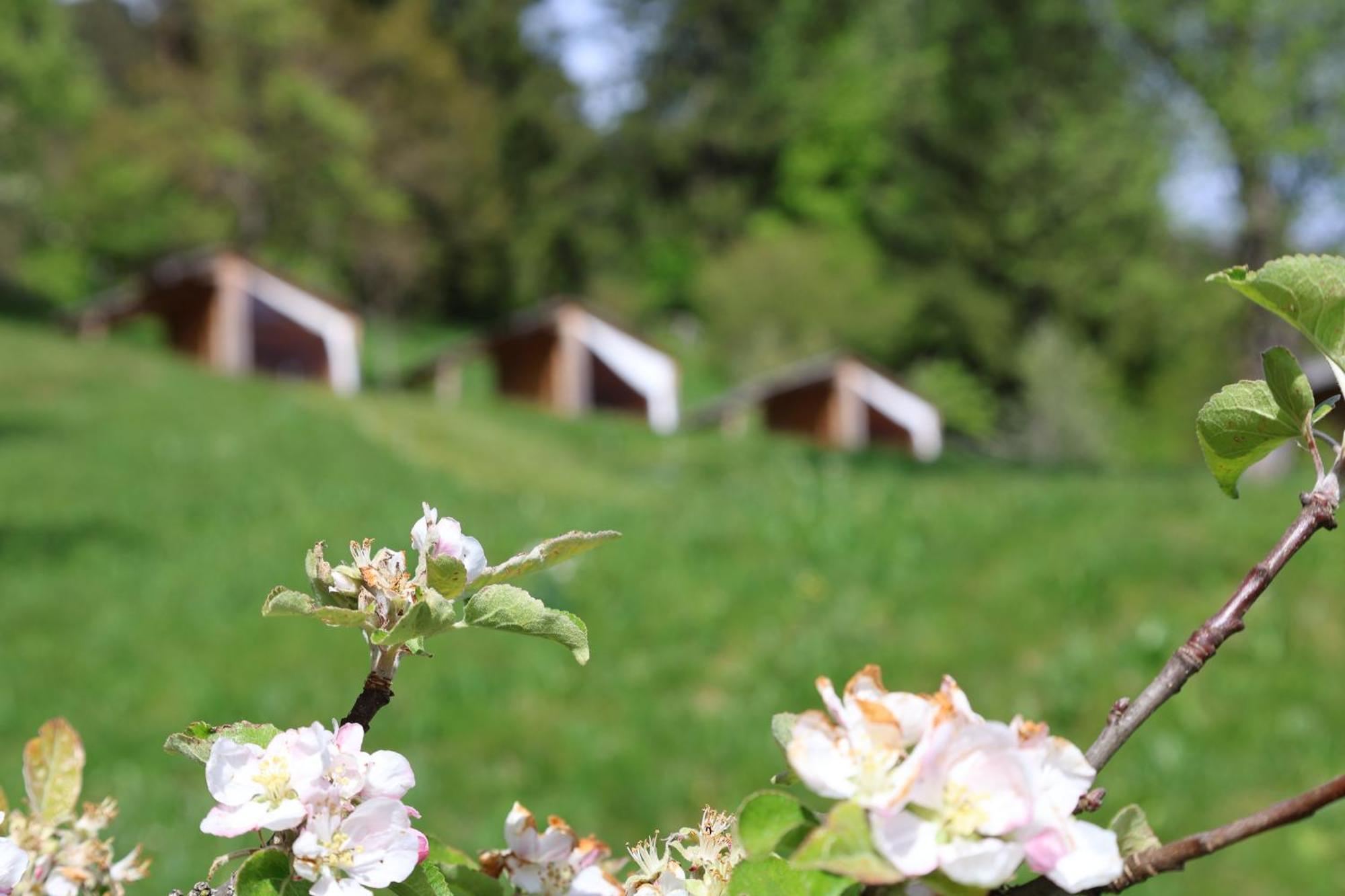 Mountain View Glamping Dovje Exterior foto