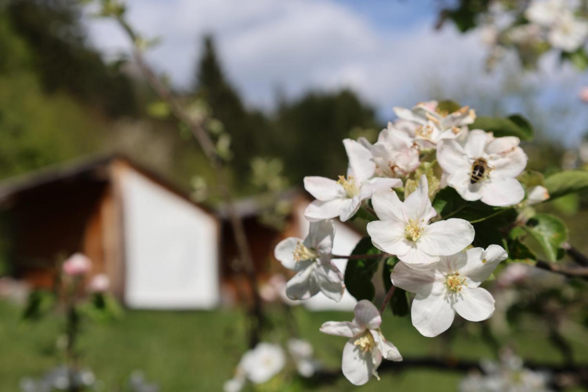 Mountain View Glamping Dovje Exterior foto
